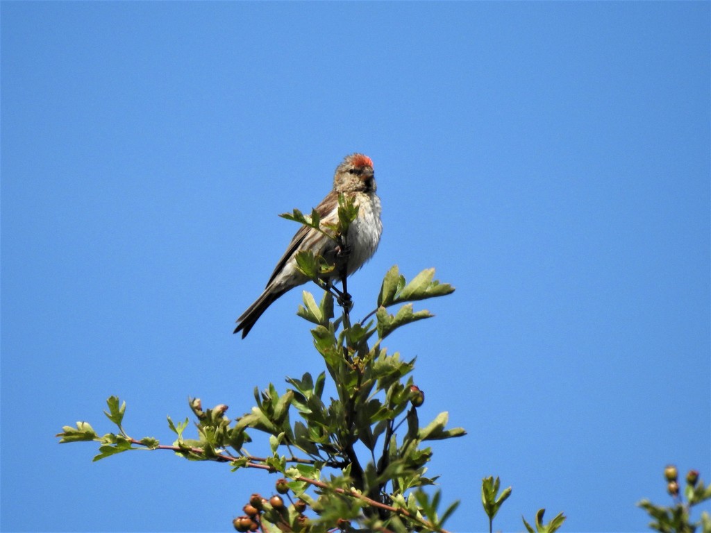  Redpoll at Gilfach Nature Reserve by susiemc