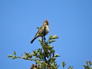 15th Aug 2019 -  Redpoll at Gilfach Nature Reserve