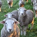 Sheep  by kgolab