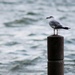 Gull on a post by mittens