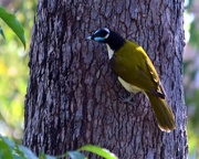18th Aug 2019 - Blue Faced Honeyeater ~   