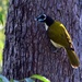 Blue Faced Honeyeater ~    by happysnaps
