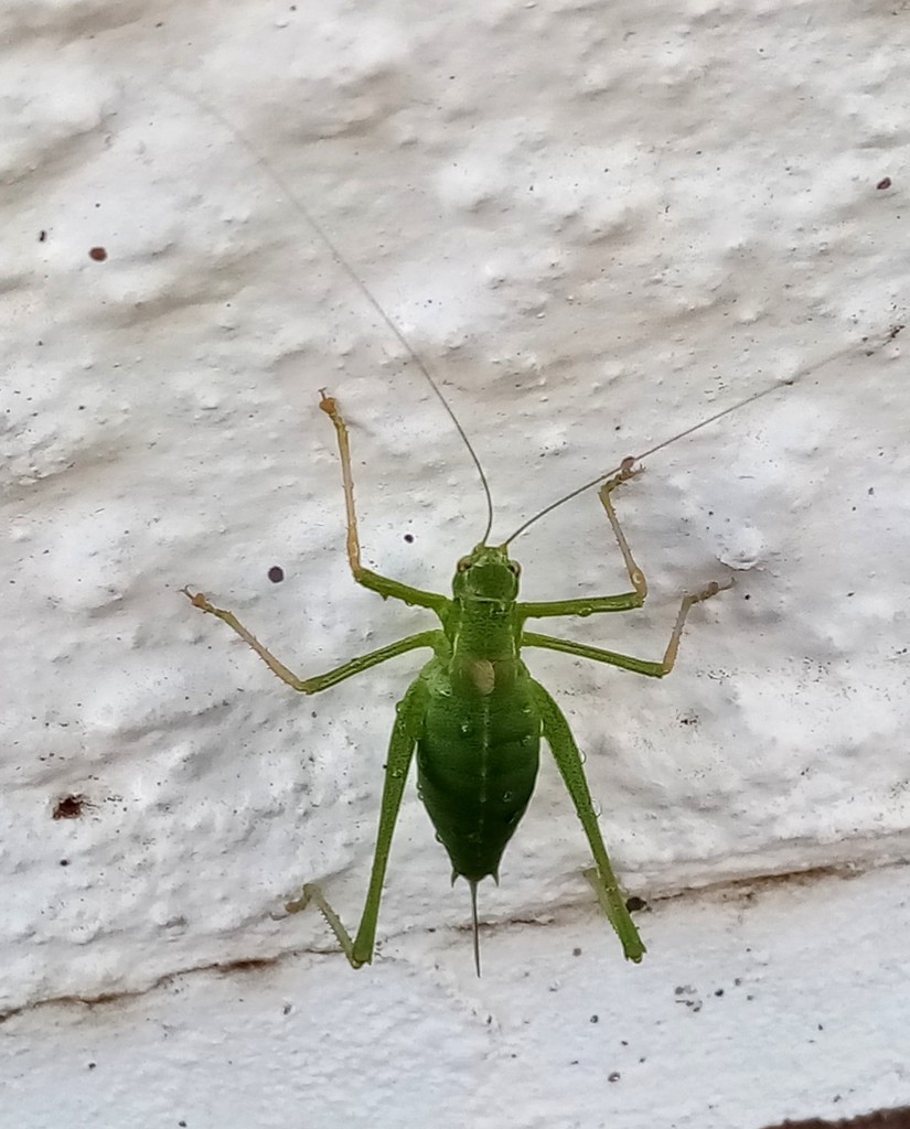 Cricket or Grasshopper? by g3xbm