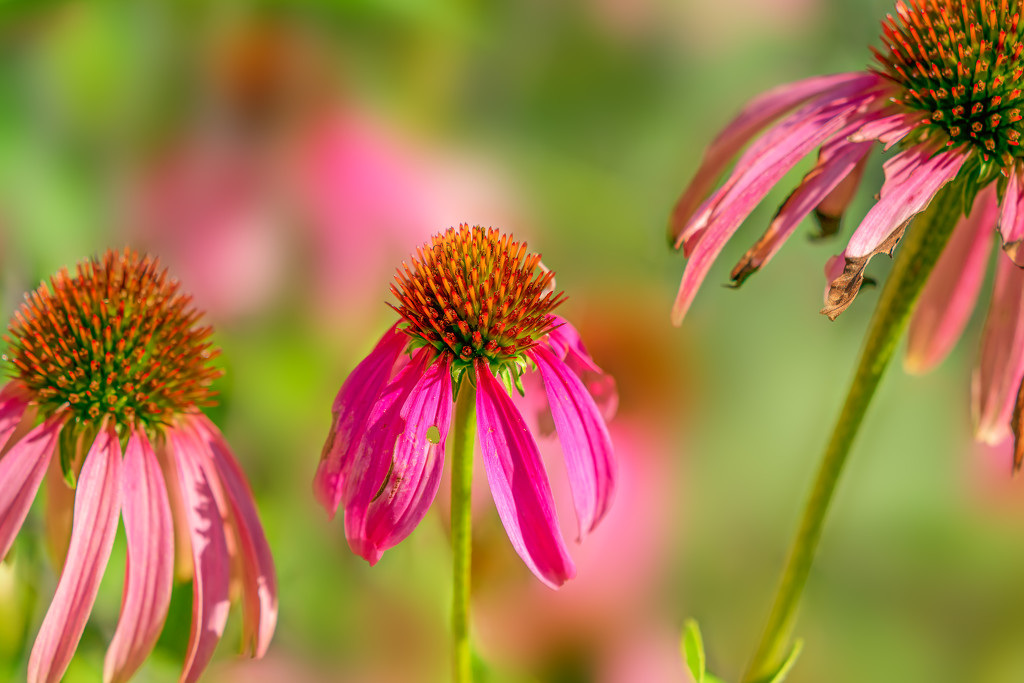 cone flower patch by jernst1779