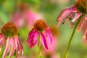17th Aug 2019 - cone flower patch