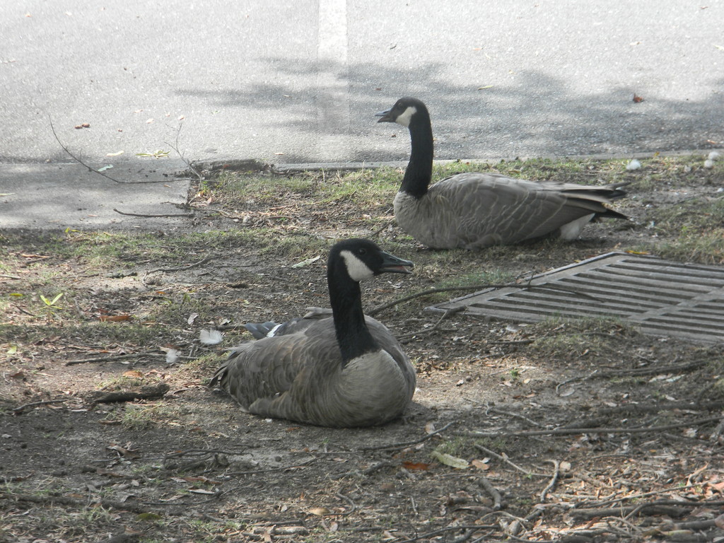 Two Geese Sitting by sfeldphotos