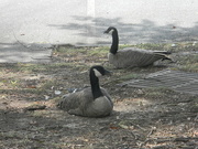 17th Aug 2019 - Two Geese Sitting