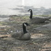Two Geese Sitting by sfeldphotos