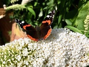 17th Aug 2019 - Red Admiral butterfly