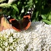 Red Admiral butterfly by rosie00