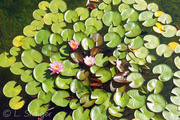 17th Aug 2019 - Water lilies