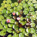 Water lilies by larrysphotos