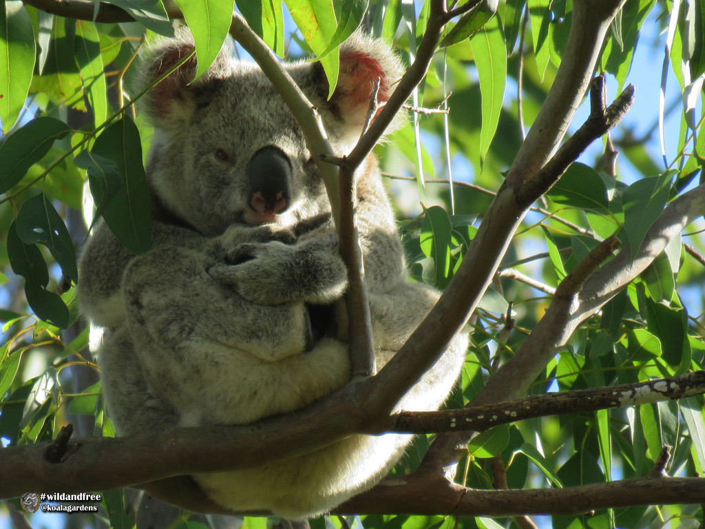 of course I can do zen by koalagardens