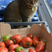 so, you bought tomatoes! by parisouailleurs