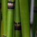 Bamboo by tdaug80