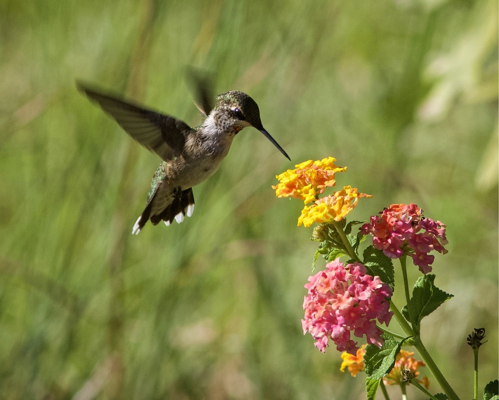 LHG_1488 Young male hummingbird by rontu