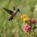 LHG_1488 Young male hummingbird by rontu