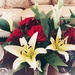 Lilies and roses for my birthday by louannwarren