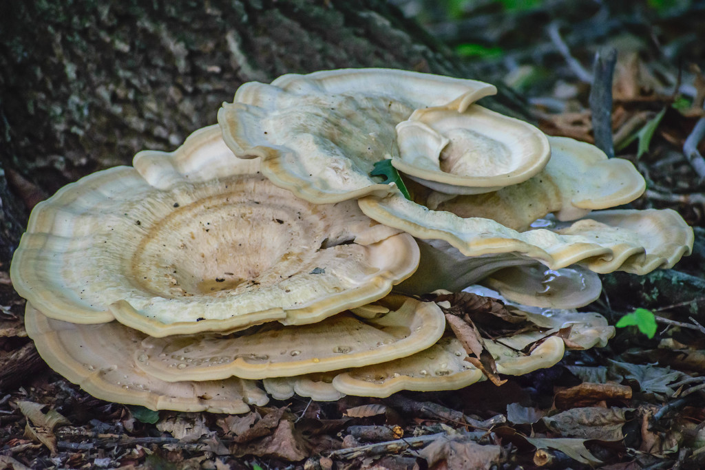 Fungi in the Forest by marylandgirl58