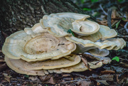 17th Aug 2019 - Fungi in the Forest
