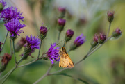 17th Aug 2019 - Wildflowers and Butterflies