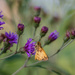 Wildflowers and Butterflies by marylandgirl58