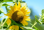 17th Aug 2019 - Sunflower in Lewisburg