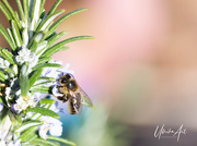 18th Aug 2019 - busy bee 