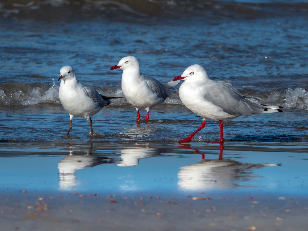 Seagulls by gosia