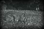 16th Aug 2019 - bunny in the grass