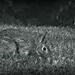 bunny in the grass by summerfield