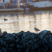 Black-bellied Plover at sunset by nicoleweg