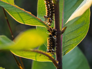 16th Aug 2019 - Milkweed Caterpillars