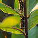 Milkweed Caterpillars by tosee