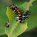 Tussock Moth by tosee