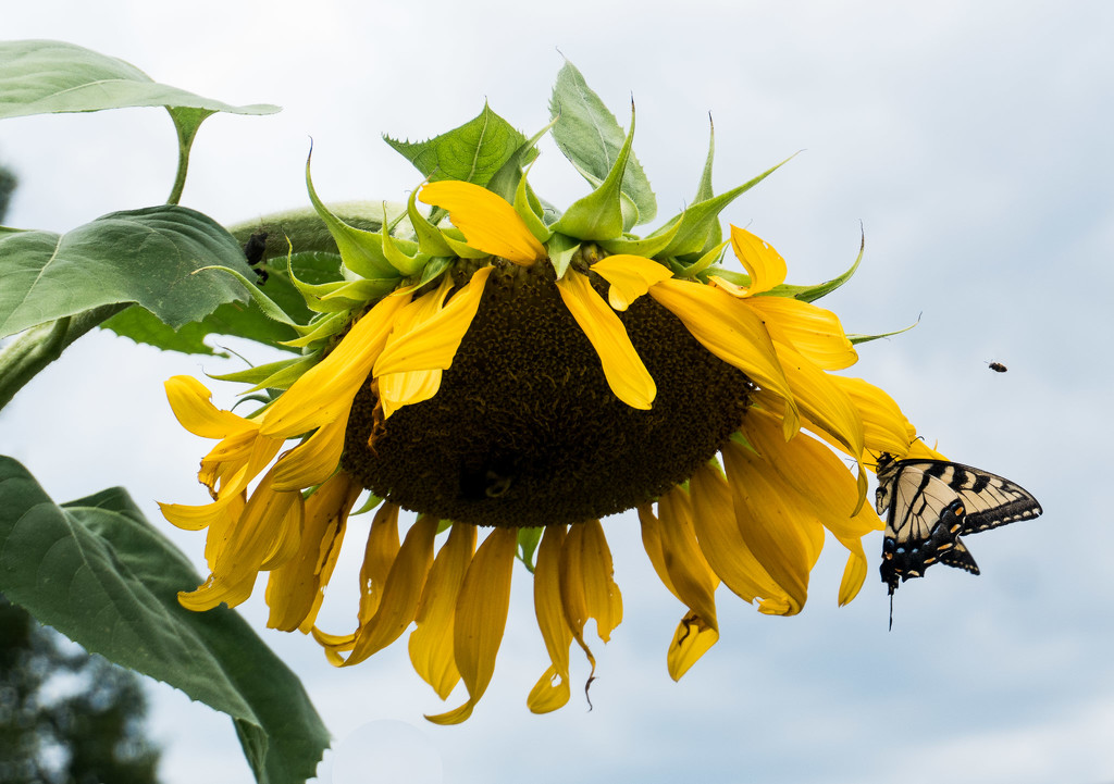 Sunflower, butterfly and bee by randystreat