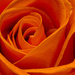 Rose Bloom Macro! by rickster549