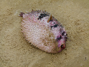 18th Aug 2019 - Pufferfish