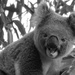 honest, I'm not snarling, I'm screaming! by koalagardens