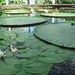 Amazonian waterlily #1 by robz