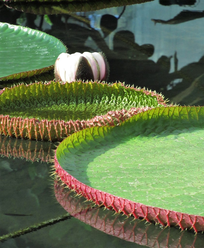 Amazonian waterlily #2 by robz