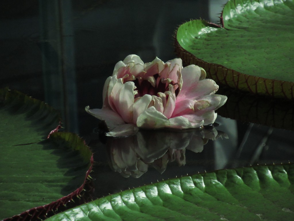 Amazonian waterlily #3 by robz