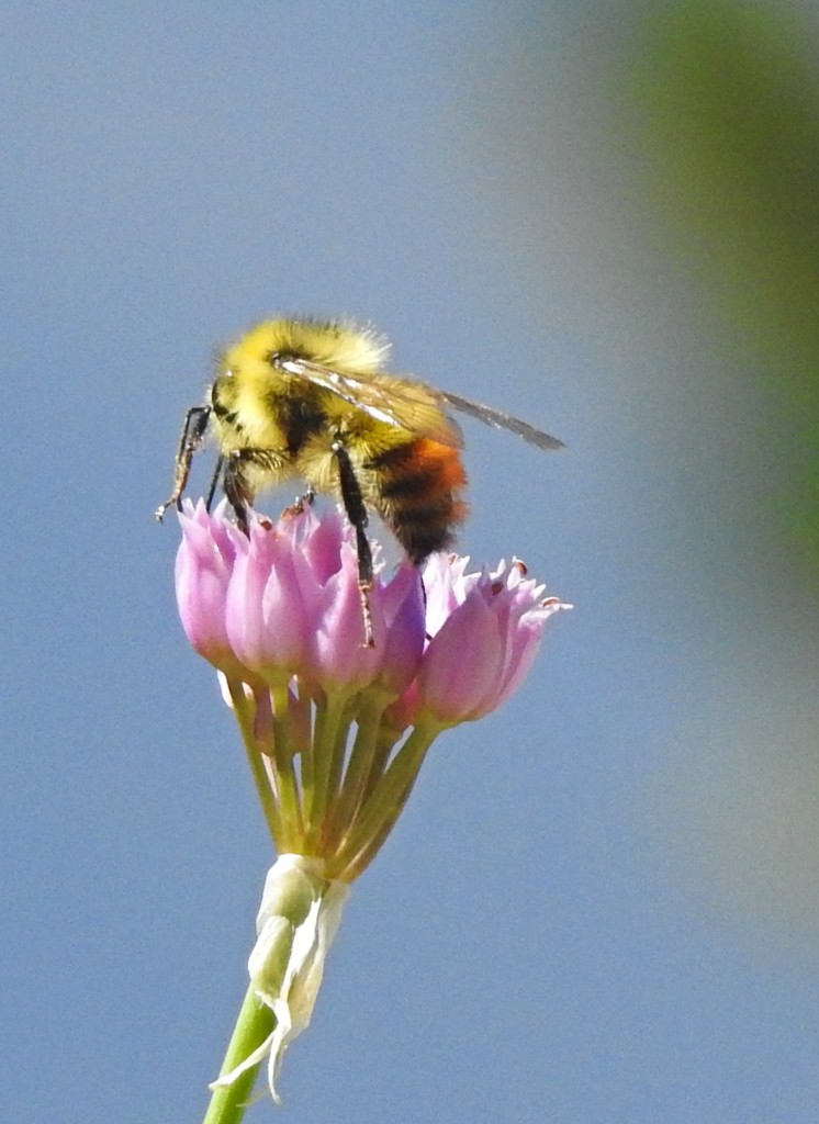 Wildflower Bee by janeandcharlie