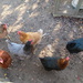 Chickens iun the shade by lellie