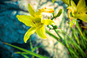 18th Aug 2019 - Day Lily