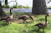 18th Aug 2019 - Geese at Presque Isle Bay at Lake Erie