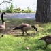 Geese at Presque Isle Bay at Lake Erie by mittens