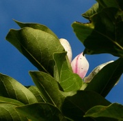 18th Aug 2019 - Crazy magnolia