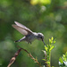 In flight by larrysphotos