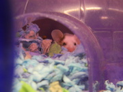 18th Aug 2019 - Mouse at Pet Store